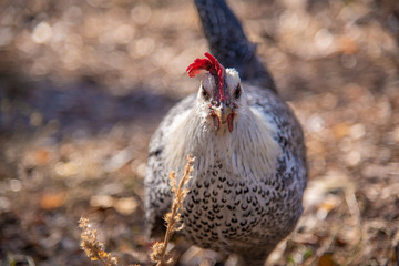 Portrait of a backyard chicken