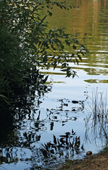 River, plants and light