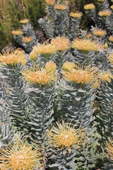 Leucospermum Formosum, Fynbos, Western Cape