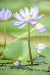 water lily in pond