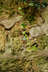 Green branch of ivy growing on the stone. twig against a stone wall