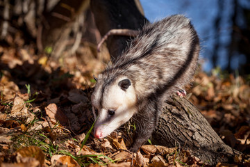The Virginia opossum, Didelphis virginiana, in autumn park