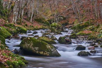 Bosque de colores en otoño
