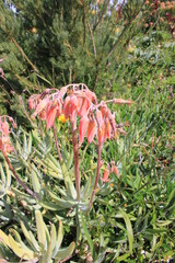 Cotyledon Orbiculata, Table Mountain, South Africa