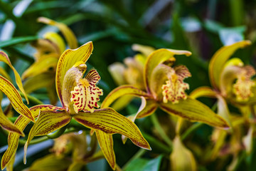 Obraz premium Cymbidium tracyanum, Beautiful wild orchid in tropical forest.