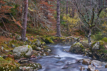 Bosque de colores en otoño