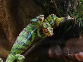 Chamäleon