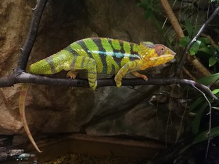 Chamäleon