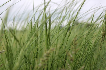 green grass in the wind