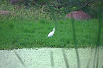 Duck in The Zoo