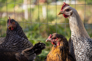 Backyard chickens free range near a wire fence in early morning light