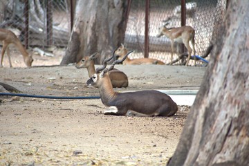 Deer in The Zoo