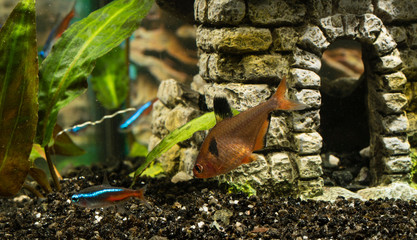 Tetra bloody and neonky in the aquarium.