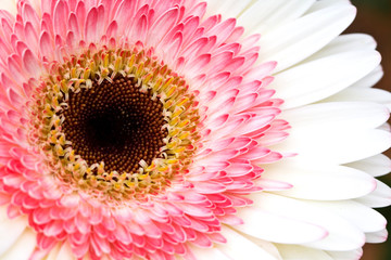 White and pink daisy