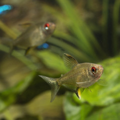 Tetra citric acid in the aquarium.