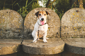 Jack-Russell-dog abandoned and left alone on the road or on the street, sitting on the background...