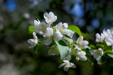 Blooming apple tree branches against the blue sky. Spring blossoms.