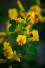 Spring Easter floral background with flower close up with copy space. Beautiful nature scene with blooming.