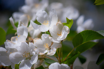 Blooming apple tree branches against the blue sky. Spring blossoms.
