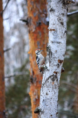 Great spotted woodpecker (Dendrocopos major) on the tree of winter background. Male Hairy Woodpecker in the snow.