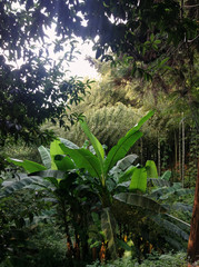 Naklejka premium Banana trees in a lush tropical forest. many different trees in the landscape