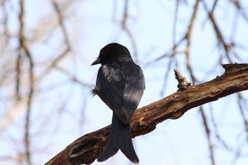 A forktailed drongo