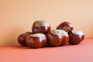 Horse chestnut seeds on red beige background. Autumn artistic still life with Aesculus hippocastanumon ripe Buckeye fruits. copy space