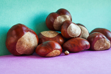 Obraz premium Horse chestnut seeds on purple green background. Autumn artistic still life with Aesculus hippocastanumon ripe Buckeye fruits. copy space