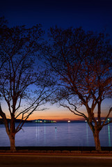 English Bay, Beach Avenue, Vancouver. Trees on Beach Avenue at twilight on English Bay, Vancouver.