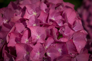 Blütenzauber mit wassertröpfchen