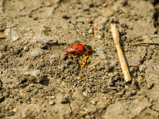 Life and death concept. Ants consume the ladybug. the cycle of everything living in nature.