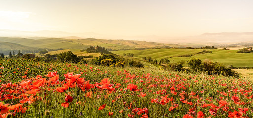 Fototapeta na wymiar Poppy flower field in beautiful landscape scenery of Tuscany in Italy, Podere Belvedere in Val d Orcia Region - travel destination in Europe