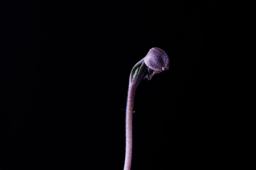 Simple sprouting seed drawing. Sprouted growing indoor,agriculture.