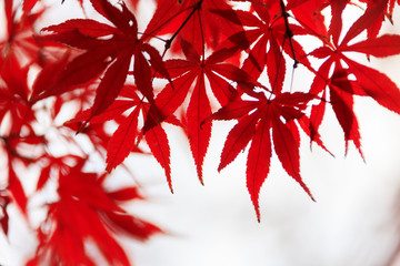 A bright red maple