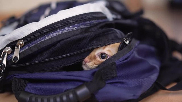 Ginger kitten climbed into a backpack for a hike with photographic equipment and plays looks sitting.4k,30fps