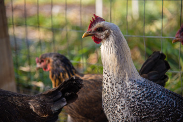 Backyard chickens free range near a wire fence in early morning light