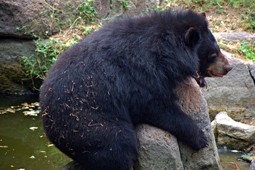 Bear Enjoying in The Zoo