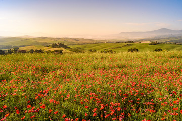 Plakat Poppy flower field in beautiful landscape scenery of Tuscany in Italy, Podere Belvedere in Val d Orcia Region - travel destination in Europe