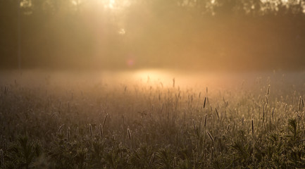 sunrise on a field