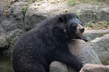 Bear Enjoying in The Zoo