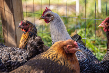Backyard chickens free range near a wire fence in early morning light