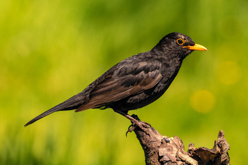 Immature Male Blackbird