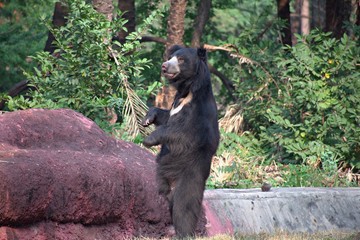 Bear Enjoying in The Zoo
