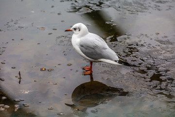Seagull on the ice