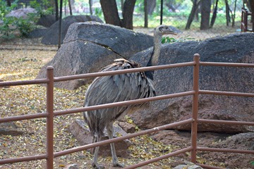 Ostrich in The Zoo