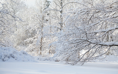 Snowy winter weather scene, snow covered trees landscape. Snowfall in the forest.