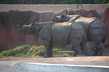 Rhinoceros in The Zoo