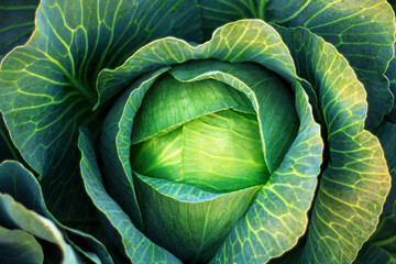 Obraz premium Cabbage