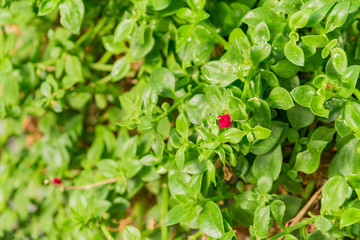 green foliage natural background. Red flower on green natural wall