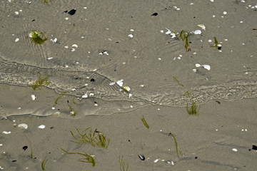 Seaweed and shells on the beach